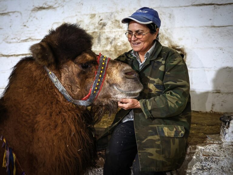 La femme qui fait des vagues dans les arènes de lutte de chameaux en Turquie |  Arts et culture