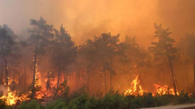 148 incendies de forêt se sont déclarés en 9 jours