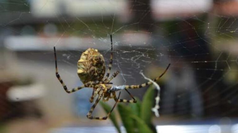Pris dans le jardin du site!  Une espèce très dangereuse : elle peut tuer des gens