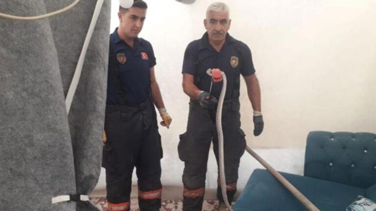 Serpent de 2 mètres de long qui est entré dans la tente effrayé