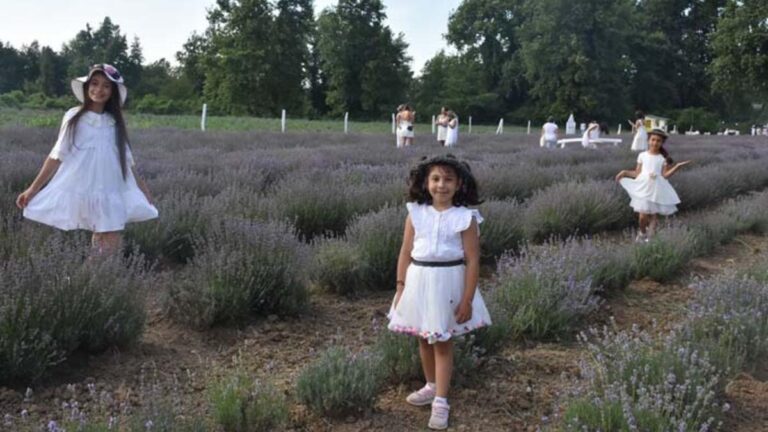 Le champ de lavande est devenu une route touristique alternative