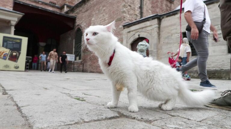 « Seymen », le nouveau chat de Sainte-Sophie