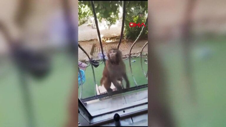 3 personnes ont été blessées après avoir été attaquées par un singe à Büyükçekmece