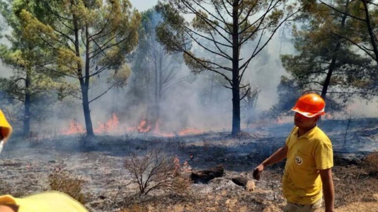 36 incendies se sont déclarés à cause de la foudre en une journée à Muğla