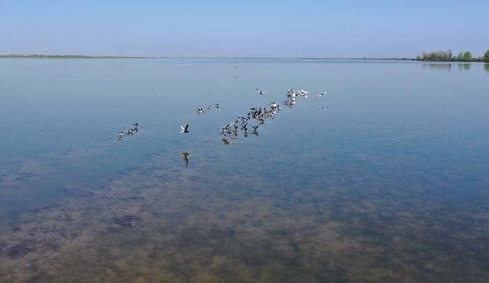 50 000 personnes ont visité la réserve ornithologique pendant la période estivale