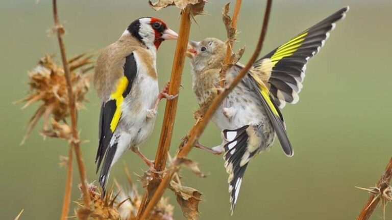 50 000 personnes ont visité la réserve ornithologique pendant la période estivale