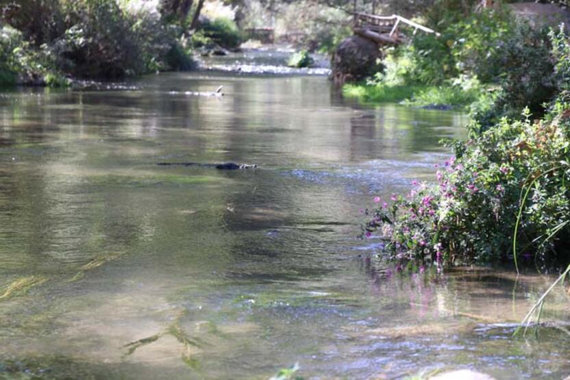 La vallée d'Ihlara abrite des centaines de plantes et de créatures