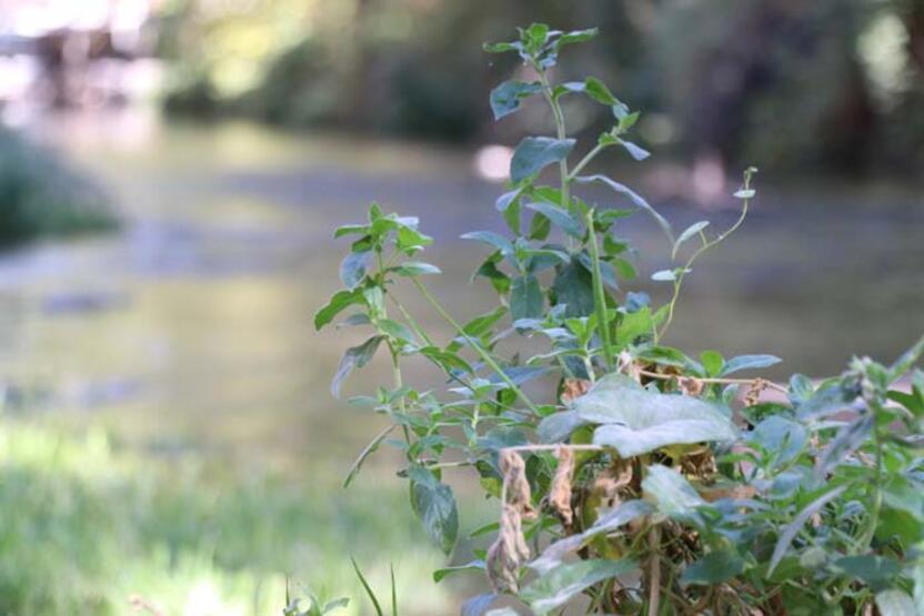 La vallée d'Ihlara abrite des centaines de plantes et de créatures