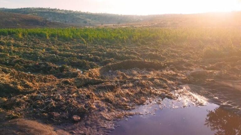 Fortes pluies à Mardin ;  Le ruisseau a débordé, les vergers ont été endommagés