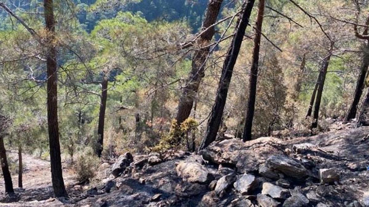 L'incendie, qui a duré 5 jours, a été maîtrisé