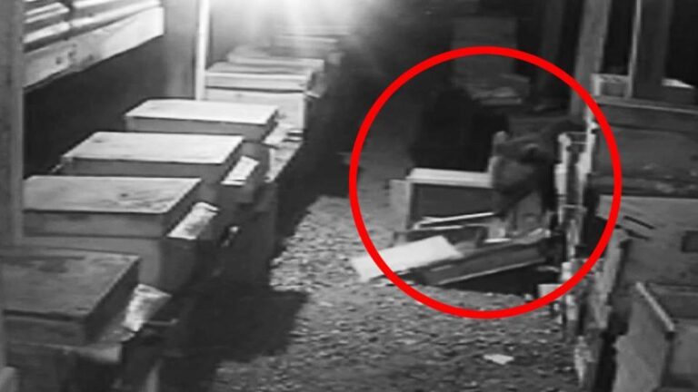 Un ours brun et son petit ont détruit les ruches