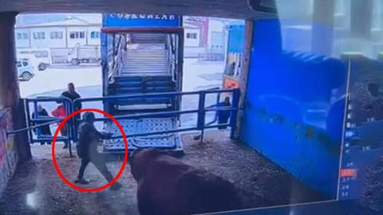 L&rsquo;attaque d&rsquo;un taureau a coûté des vies !  Il est tombé au sol couvert de sang