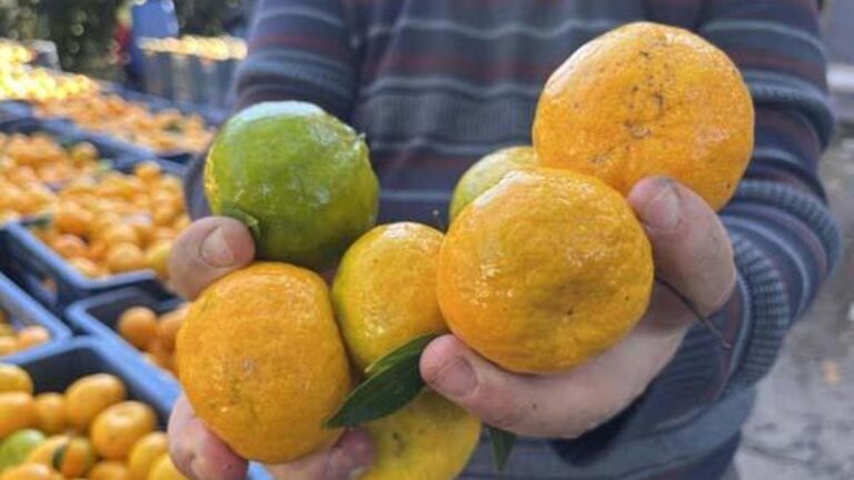 Une mandarine qui coûte 5 lires par branche vaut 50 lires sur le marché !