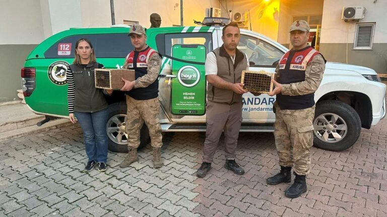 4 bébés singes ont été saisis à Şırnak