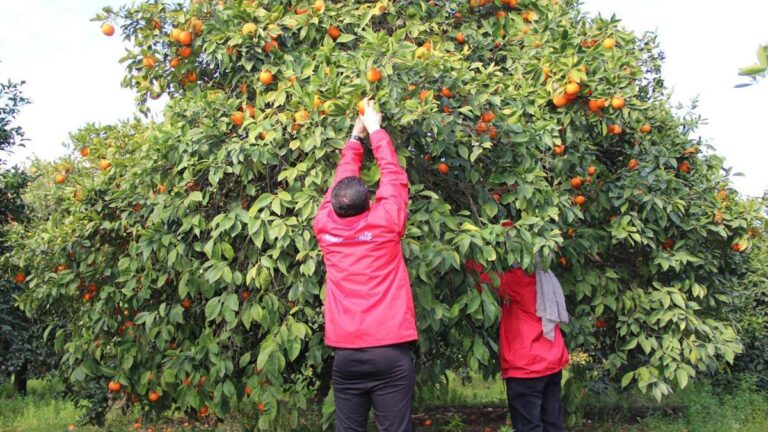 De jeunes volontaires soutiennent la récolte d&rsquo;agrumes à Hatay