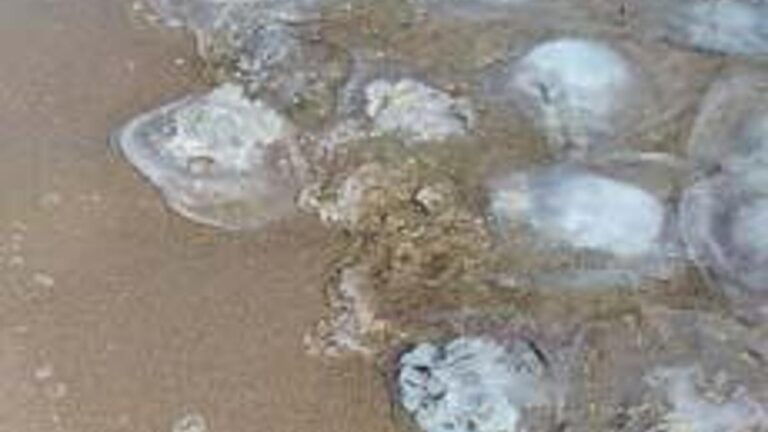 Des milliers d’entre eux se sont échoués sur la plage !