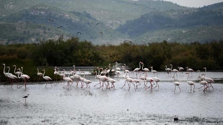 Un régal visuel de flamants roses