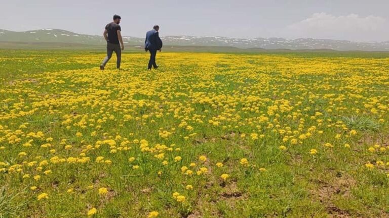 Le plateau de Sütey a été peint en jaune