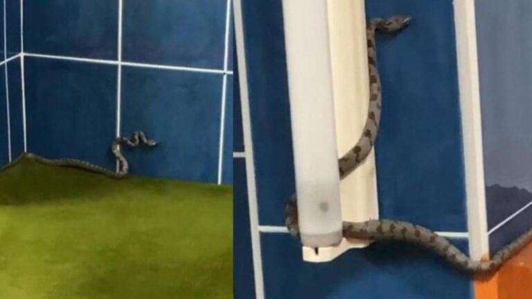 3ème cas ces 20 derniers jours !  Des serpents ont attaqué la mosquée d'Antalya