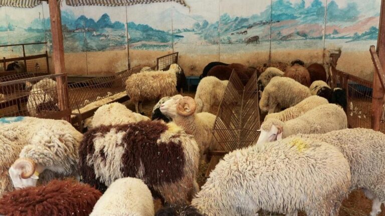 Que faut-il prendre en considération dans le sacrifice correct ?  Comment le sacrifice est-il effectué par procuration ?