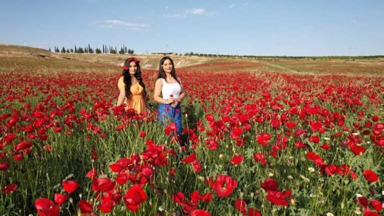 Les champs sont colorés de coquelicots