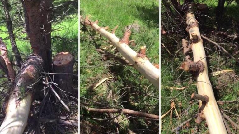 Il croyait aux superstitions et abattait des arbres