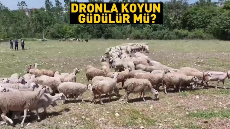 Pouvez-vous garder des moutons avec un drone ?  Est-ce qu'il remplace le chien de berger ?