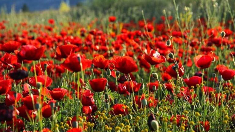 Les coquelicots qui fleurissent dans les champs ont créé un festin visuel