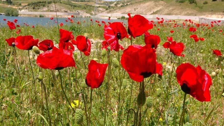 Les coquelicots qui fleurissent sur le plateau de Bozok offrent un festin visuel