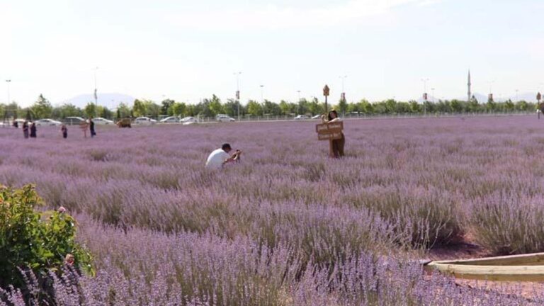 Karatay Lavender Garden offre un festin visuel
