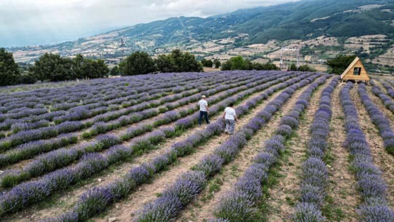 L'amour du jardin de lavande l'a fait quitter Istanbul