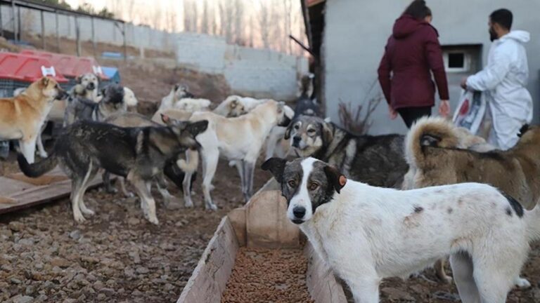 Le règlement concernant les animaux errants a été accepté par la commission