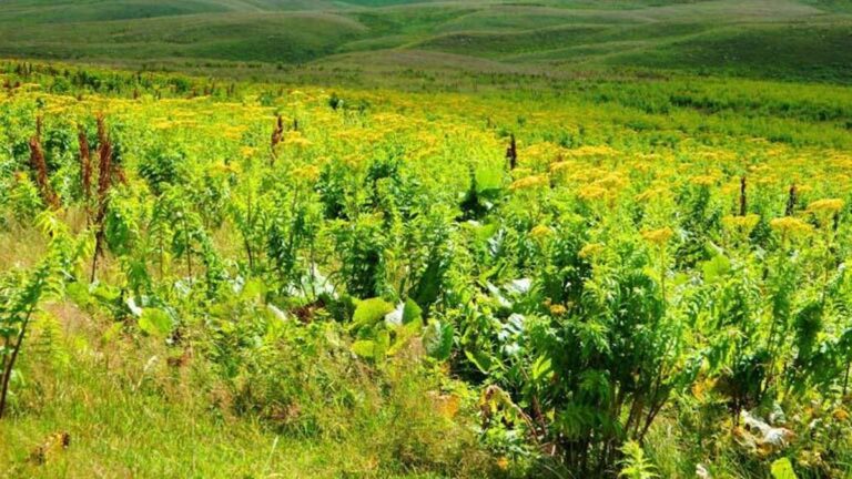 Le plateau d'Urema préserve sa beauté naturelle