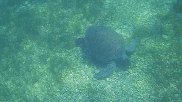 Ils se nourrissent d'herbiers marins… C'est ainsi qu'ils ont été aperçus