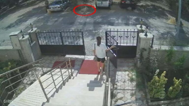 Les moments où des chiens errants poursuivaient un petit garçon ont été filmés