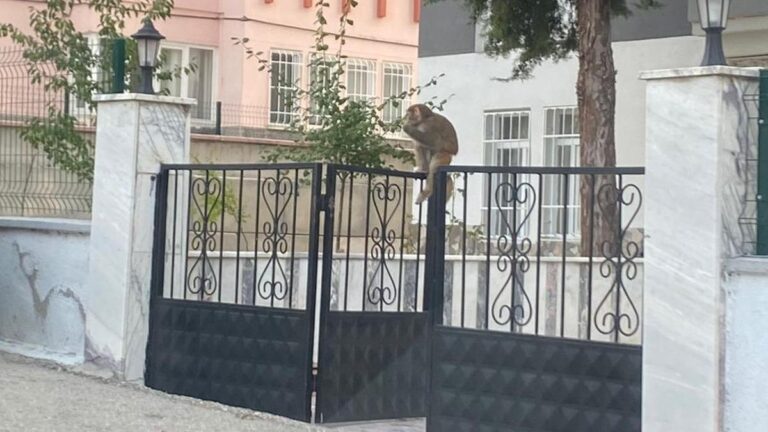 Monkey est en fuite à Çorum ! Il a d'abord attaqué, puis il s'est enfui…