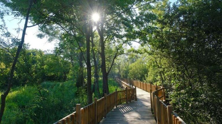 Acarlar Longozu est devenu le favori du tourisme