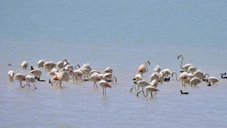 Le lac Arin était ravi des flamants roses