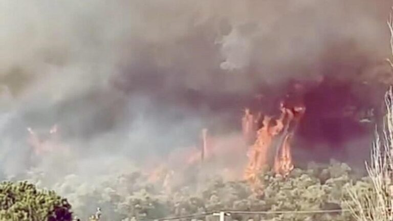 Incendie de forêt à Muğla : les efforts de refroidissement se poursuivent