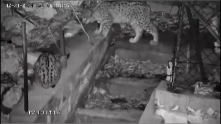 La famille des lynx en voie d'extinction à Antalya est filmée | Actualités vidéo