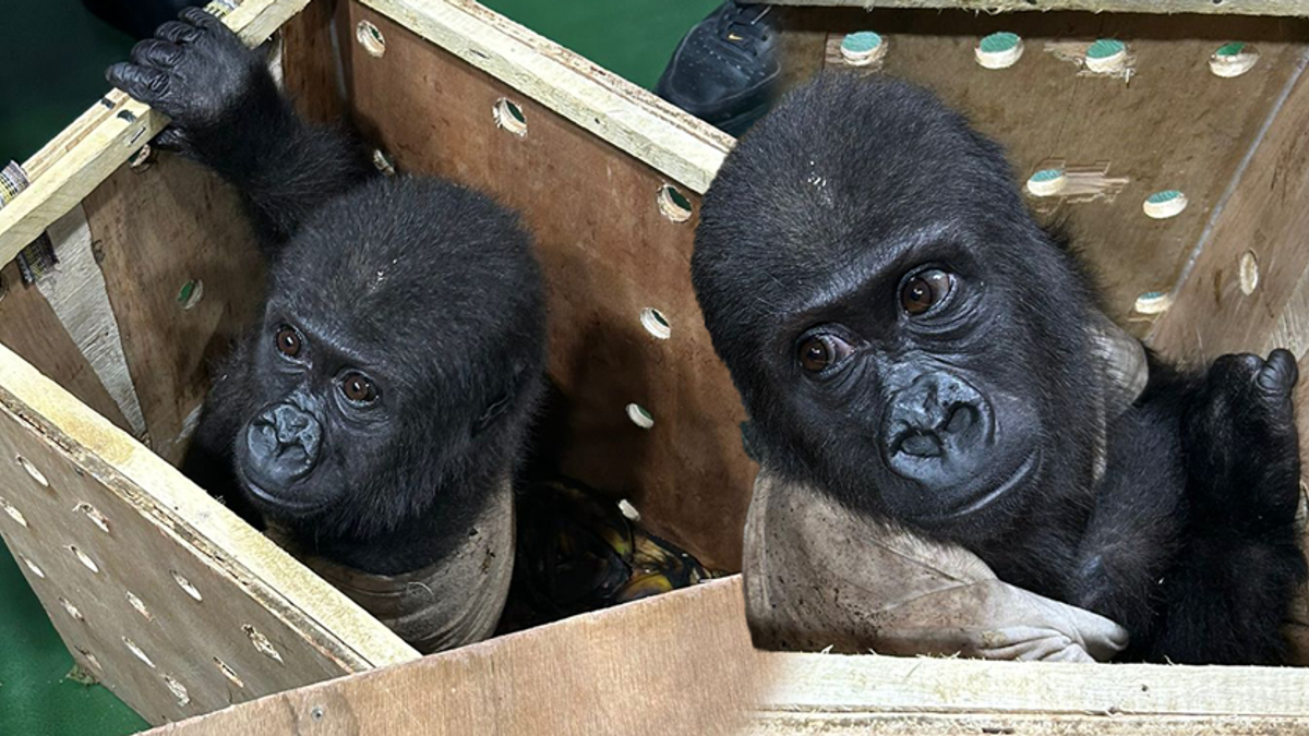 Dernières nouvelles : au bord de l’extinction ! Pris à l'aéroport d'Istanbul... | Actualités vidéo