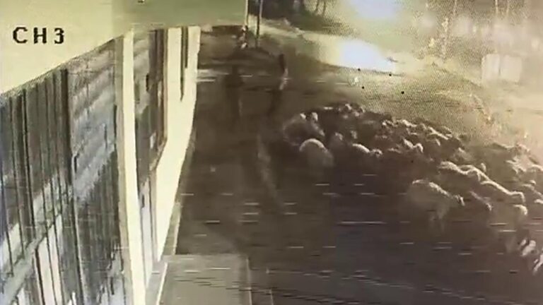 Ils ont volé 90 moutons à l'éleveur en 1 minute