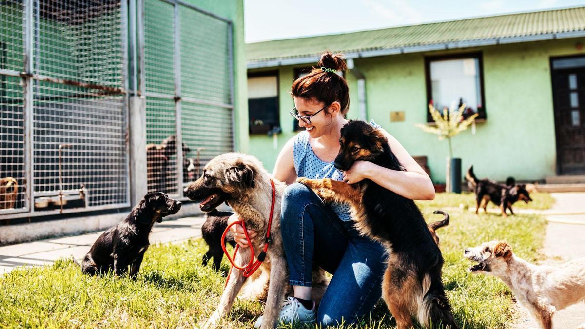 Les conditions d'adoption des animaux ont été déterminées !
