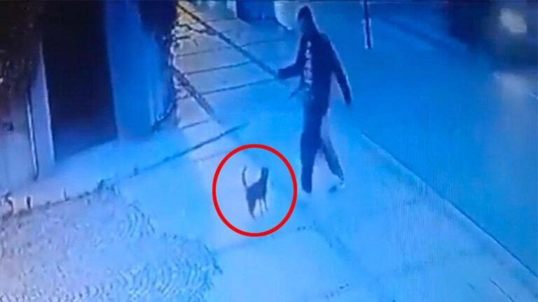 SANS SCRUPULES! A blessé un chat à Beşiktaş en lui donnant des coups de pied sans raison | Vidéo