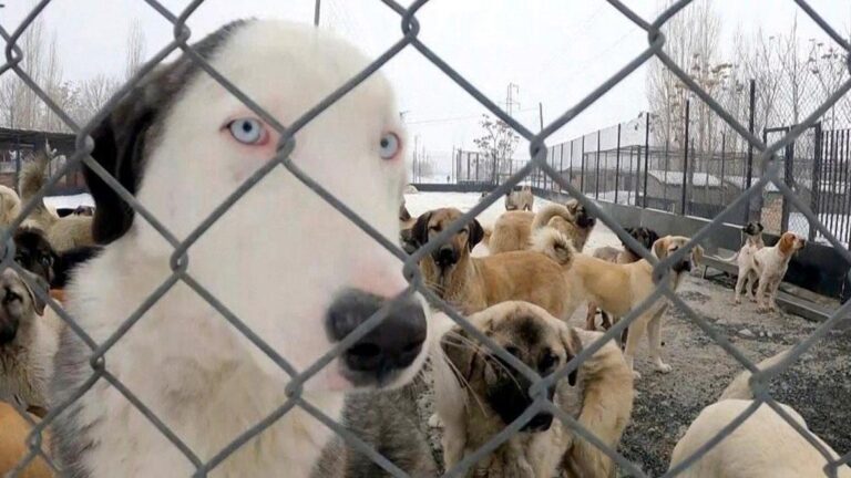 Réclamation du massacre de chien à Erzincan: ils ont été licenciés