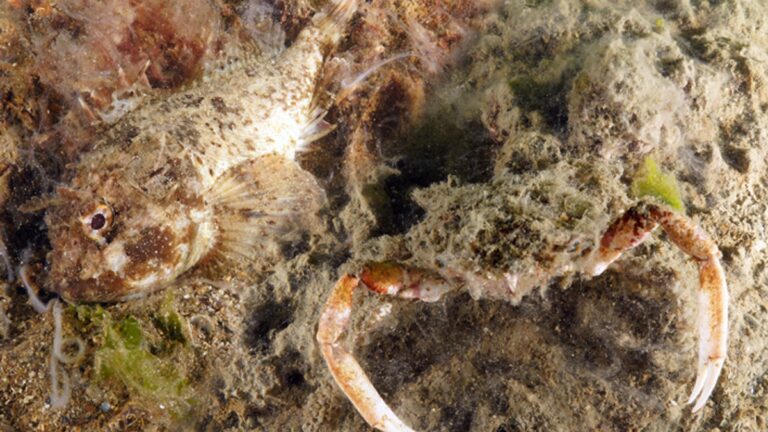 C'est la situation au large des côtes d'Istanbul: Mubilage Bond!