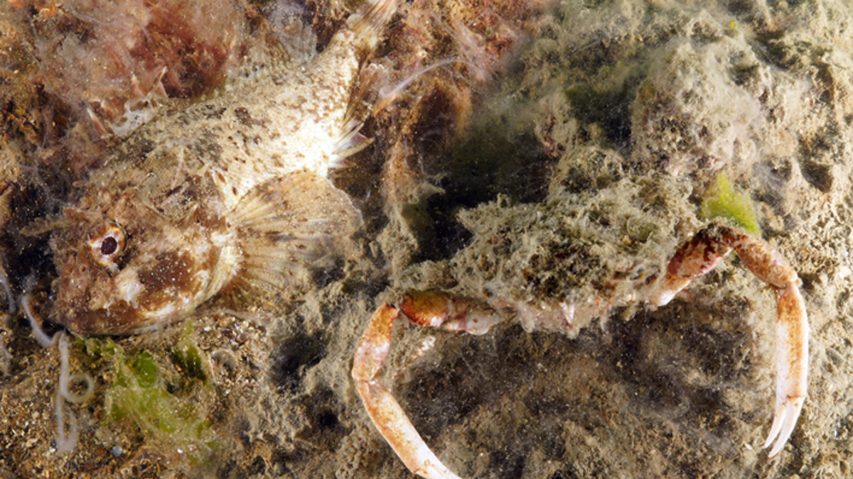C'est la situation au large des côtes d'Istanbul: Mubilage Bond!
