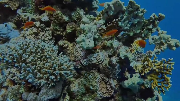 Le sous-marin égyptien attire les amateurs de plongée