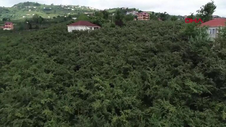 200 mille tonnes de perte sont attendues dans les noisettes