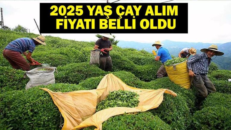 2025 Prix du thé à l'âge: Combien a coûté l'achat du thé d'âge? Description du thé d'âge du ministère de l'Agriculture et de la Forestrie!